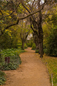 Footpath passing through forest