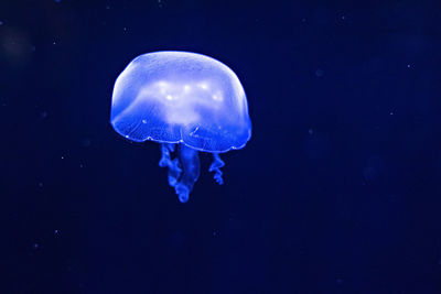 Background of beautiful blue neon jellyfish. aquarium.