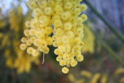 Close-up of yellow flowering plant