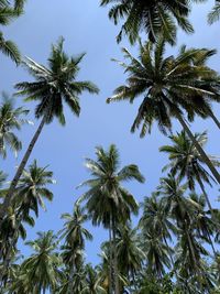 Low angle view of coconut palm trees against sky