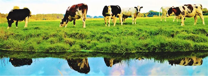 Cows grazing on field against sky