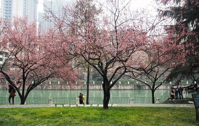 View of fresh flower tree in city