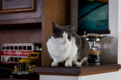 Cat looking away while sitting on table at home