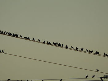 Low angle view of silhouette birds flying against clear sky