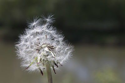 Close-up of dandelion flower