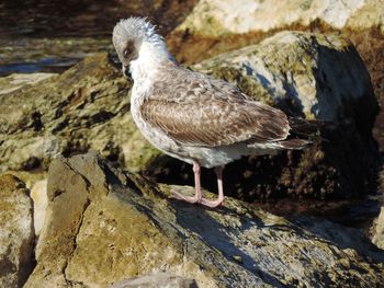 Close-up of seagull perching on rock