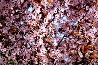 Full frame shot of pink flowers blooming on tree