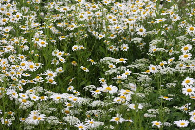 White flowers blooming on field