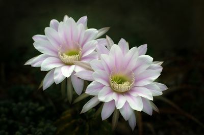 Close-up of flowers blooming outdoors