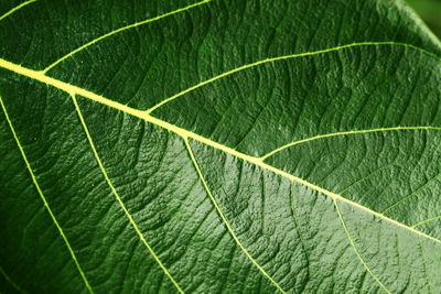 Full frame shot of leaf