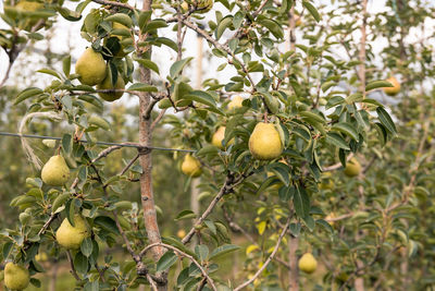 Low angle view of fruits growing on tree