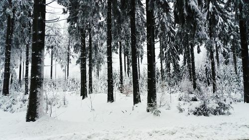 Trees in forest during winter