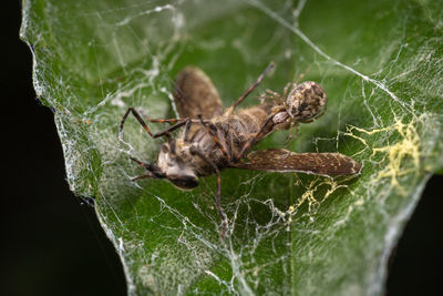 Close-up of spider on web