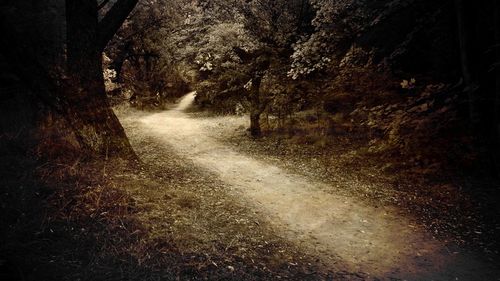 Road along trees
