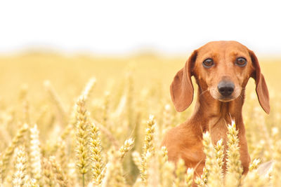 Portrait of dog on field