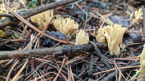 High angle view of dry mushroom growing on field