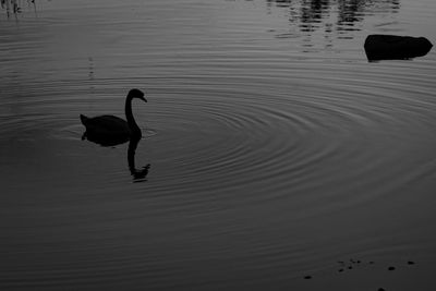 Silhouette ducks swimming on lake