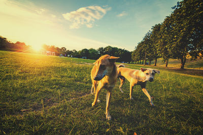 Dog in a field