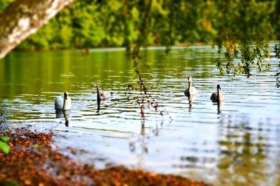 Birds in calm water