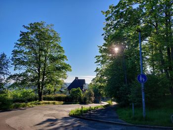 Street amidst trees against blue sky