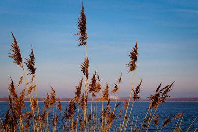 Plants growing by sea against blue sky