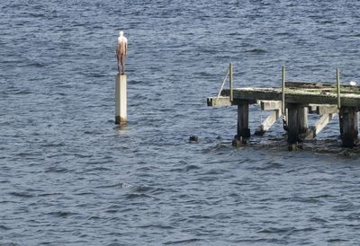 View of bird on wooden post in sea