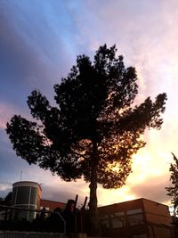 Low angle view of bare trees against sky