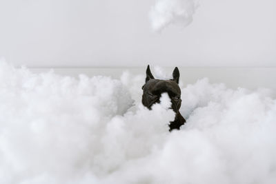 View of a dog on cotton balls background