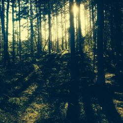 Sun shining through trees in forest