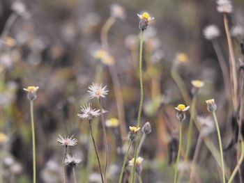 Close-up of flowering plants on field