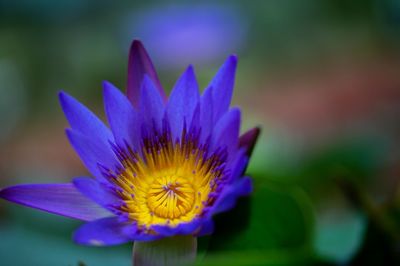 Close-up of purple flower