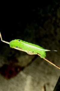 Close-up of green leaf