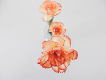 Close-up of beautiful carnation flowers in vase