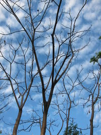 Low angle view of tree against sky