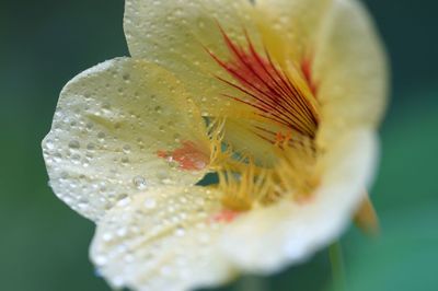 Close-up of water drops on flower