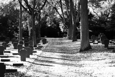 Trees growing in cemetery