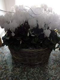 Close-up of white rose in basket