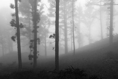 Scenic view of forest in foggy weather