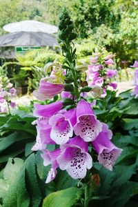 Close-up of pink flowers