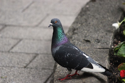 High angle view of pigeon perching on wall