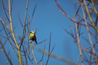 Bird perching on branch against blue sky