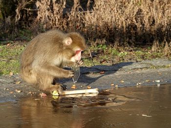 Monkey drinking water in river