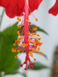 Close-up of red flowers