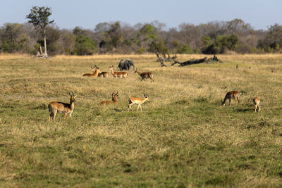 Impala in a field