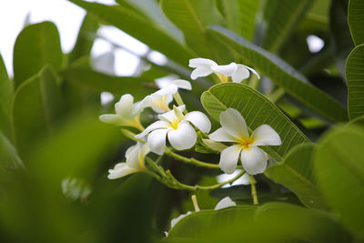 Close-up of white flowering plant