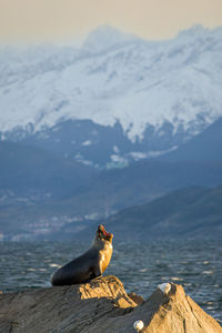 View of a sea lion sitting on mountain