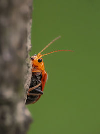 Close-up of insect on leaf