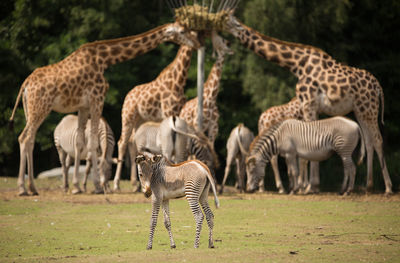 Zebras and giraffe on field