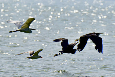 Birds flying over sea