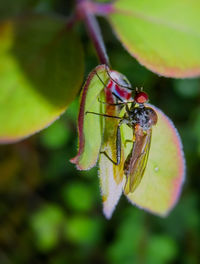 Close-up of insect on plant